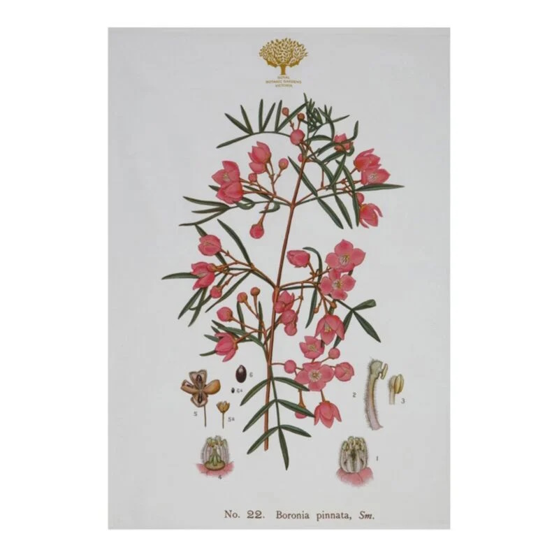 Maxwell & Williams Royal Botanic Gardens Australian Botanics Tea Towel 50x70cm Boronia-1